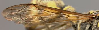 Media type: image;   Entomology 31075 Aspect: wing